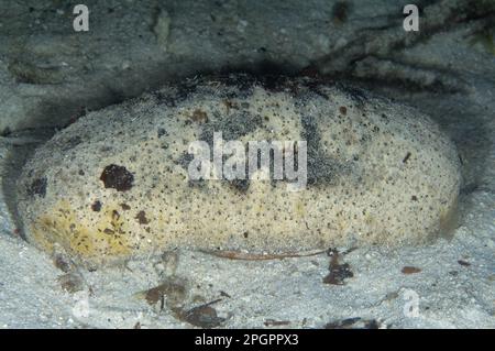 White teatfish sea cucumber (Holothuria fuscogilva) adult, on the seabed at night, Waigeo Island, Raja Ampat Islands (Four Kings), West Papua, New Stock Photo