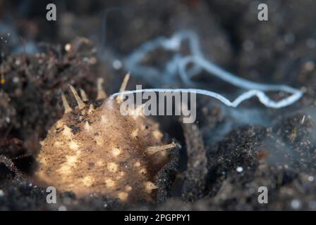 Volcano sea cucumber (Holothuria turriscelsa) adult, sperm discharge, Lembeh Strait, Sulawesi, Sunda Islands, Indonesia Stock Photo