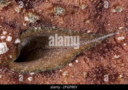 Sea hare, Sea hares, Other animals, Sea snails, Snails, Animals, Molluscs, Blunt-end Sea-hare (Dolabella auricularia) adult, close-up of siphon Stock Photo