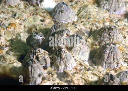 Southern barnacle, Southern barnacles, Other animals, Crustaceans, Crustaceans, Animals, Volcano Barnacle (Balanus perforatus) adult, group on rock Stock Photo