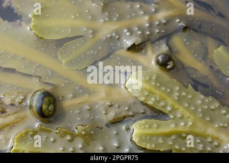 Common Periwinkle (Littorina littorea) on Toothed Wrack (Fucus serratus) in tide pool, Brough Head, Mainland, Orkney, Scotland, United Kingdom Stock Photo