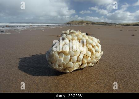 Common Whelk (Buccinum undatum) eggcases, clump washed up on beach, Gower Peninsula, West Glamorgan, South Wales, United Kingdom Stock Photo