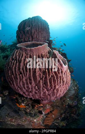 Vase Sponge, barrel sponges (Xestospongia testudinaria), Sponge, Sponges, Other Animals, Animals, Red Barrel Sponge on shipwreck, Liberty Wreck Stock Photo