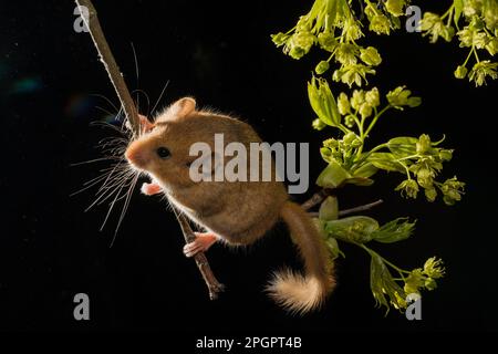 Hazel Dormouse (Muscardinus avellanarius) adult, climbing on a branch with maple flowers Stock Photo