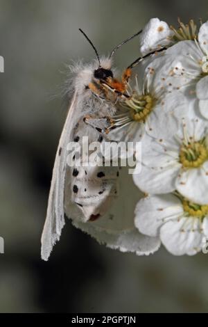 Moss Ruber Moss rubber moth Stock Photo - Alamy
