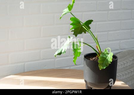 Sprouts for growing the popular philodendron aroid plant in a pot on a stand in interior on whtite brick wall. Potted house plants, green home decor, Stock Photo