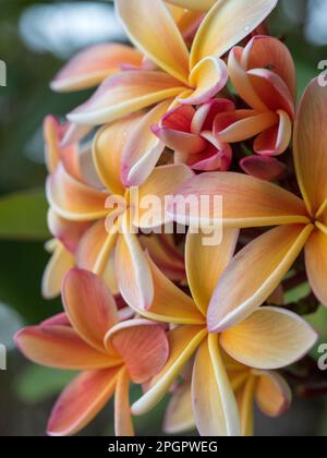 Beautiful fragrant Frangipani flowers, pink orange yellow colours, a bunch on the tree, green leaves Stock Photo