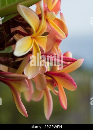 Beautiful fragrant Frangipani flowers, pink orange yellow colours, a bunch on the tree, green leaves Stock Photo