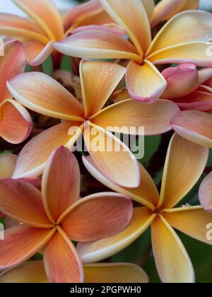 Beautiful fragrant Frangipani flowers, Front on perspective, pink orange yellow colours Stock Photo