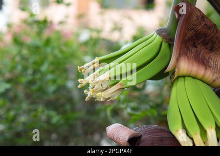 immature green banana plantation fruit blooming flowers Stock Photo