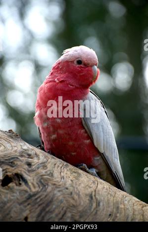 Galahs (Cacatua Roseicapilla) are common in Victoria, Australia, but can be fun to watch their silly antics. This one was curious about my camera. Stock Photo