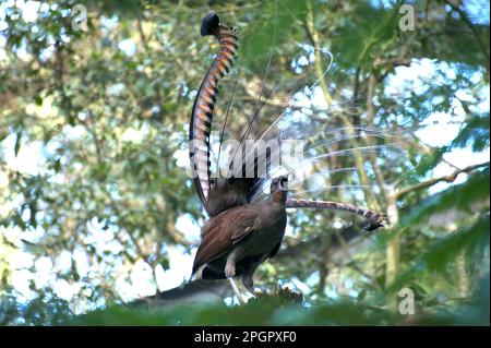 It's mating season - and Nova, the Superb Lyrebird (Menura Novaehollandiae), is in full song at Healesville Sanctuary in Victoria, Australia. Stock Photo