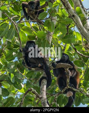 The howler monkey on a branch in the rainforest of Alouatta, animal, Animals In The Wild, beauty, border, branch, brazil, brown, canopy, Central Ameri Stock Photo