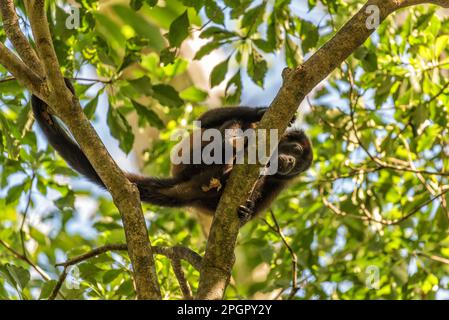 The howler monkey on a branch in the rainforest of Alouatta, animal, Animals In The Wild, beauty, border, branch, brazil, brown, canopy, Central Ameri Stock Photo