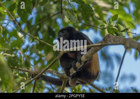 The howler monkey on a branch in the rainforest of Alouatta, animal, Animals In The Wild, beauty, border, branch, brazil, brown, canopy, Central Ameri Stock Photo