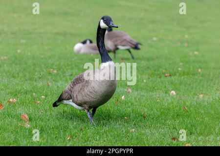 Canada goose has a distinctive white neck ring that encircles its