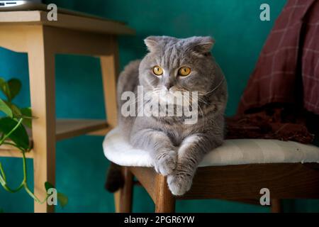 Beautiful gray cat lying on a soft chair, British Shorthair cat, adorable and funny pet against a green wall Stock Photo