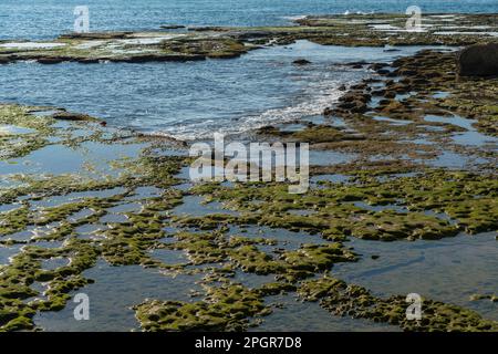Green Algae growing on the rocks by the sea Stock Photo