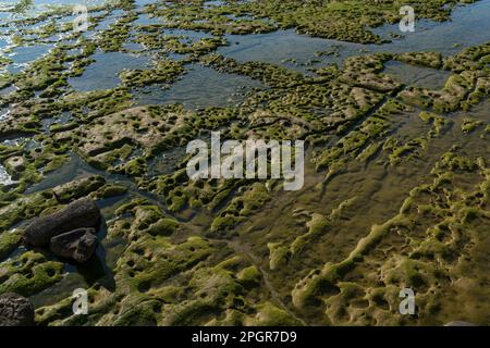 Close up of green Algae growing on the rocks by the sea Stock Photo