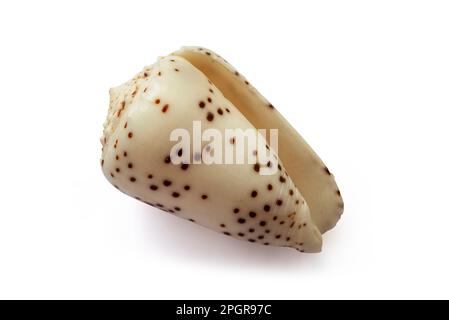 Conus parvatus shell isolated on white background Stock Photo
