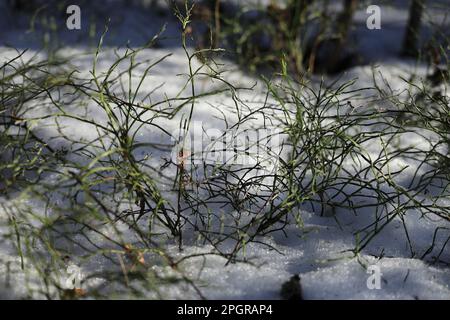 Green blueberry bushes in the snow in early spring Stock Photo