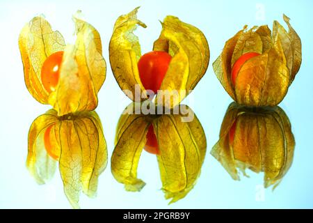 physallis on a mirrow Stock Photo