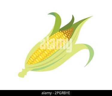 Detailed and Bright Corn or Corncob together with Corn Husk Illustration Stock Vector