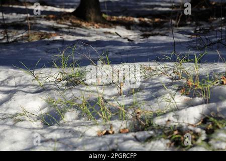 Sprigs of bushes covered with snow. Fresh white fluff covers the plants in  the garden. Snow on the bushes. Winter in the garden Stock Photo - Alamy