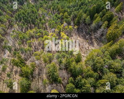 Top down drone photo over sustainable forest and road. Stock Photo