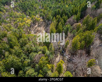 Top down drone photo over sustainable forest and road. Stock Photo