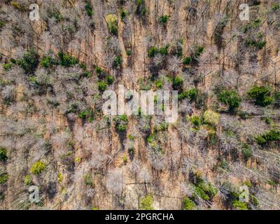 Top down drone photo over sustainable forest and road. Stock Photo