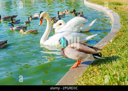 White swans, ducks and geese swim together on a tranquil green pond enjoying a sunny day in the park. Stock Photo