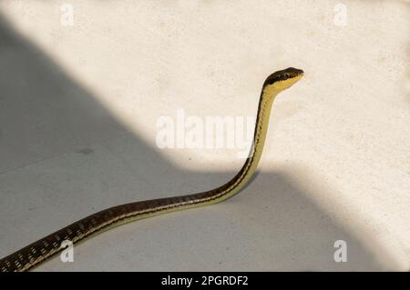 Painted Bronzeback Snake, Dendrelaphis pictus, Klungkung, Bali, Indonesia Stock Photo