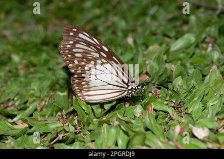 Glassy Tiger Butterfly, Parantica aglea, on grass, Klungkung, Bali, Indonesia Stock Photo