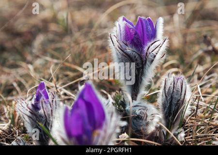 Pulsatilla halleri or pulsatilla taurica flowers in spring at Crimea Stock Photo