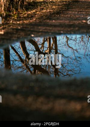Reflection of trees in water at the road. Water reflection in Norway - 2023. Stock Photo