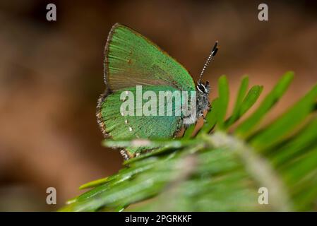 una bella farfalla mentre si riposa al sole Stock Photo