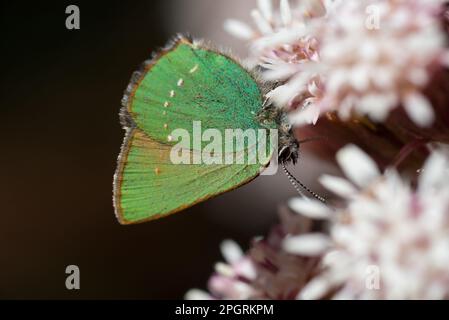 una bella farfalla mentre si riposa al sole Stock Photo