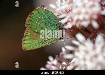 una bella farfalla mentre si riposa al sole Stock Photo