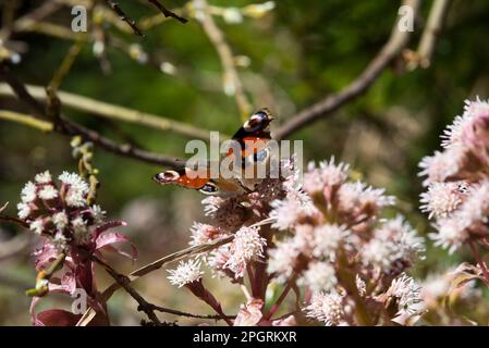 una bella farfalla mentre si riposa al sole Stock Photo