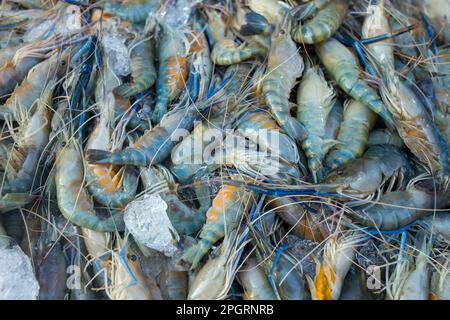 Fresh alive river prawns in the market on white isolated. Stock Photo