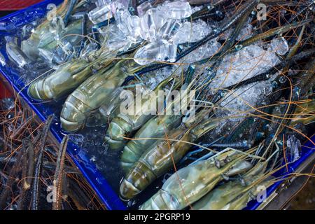 Fresh alive river prawns in the market on white isolated. Stock Photo