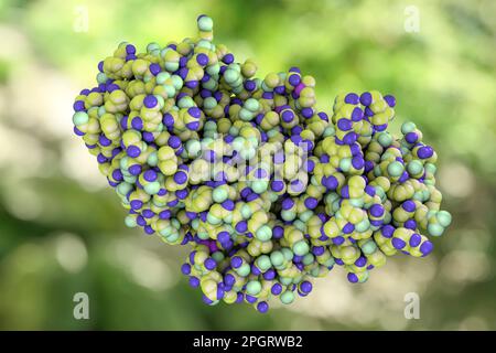 Ricin. Computer Model Of A Molecule Of The Toxic Protein Ricin. It ...