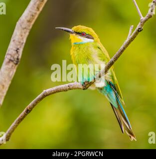 Swallow-tailed Bee-eater Perched Stock Photo