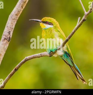 Swallow-tailed Bee-eater Perched Stock Photo