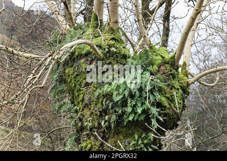 Pollarded mature Ash tree (Fraxinus excelsior) covered in Ferns, Lichens and Mosses. Such trees create a habitat for many species of fauna, invertebra Stock Photo