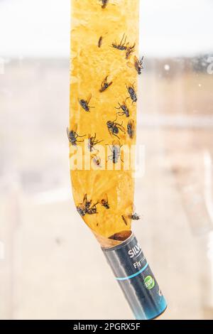 Dead flies stuck to a sticky fly paper trap Stock Photo - Alamy