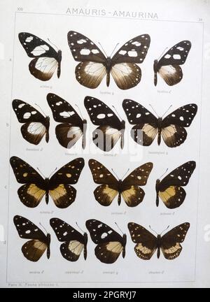 Adalbert Seitz Die Gross-Schmetterlinge der Erde 13: Die Afrikanischen Tagfalter. Plate XIII 24 Amauris ochlea (Boisduval, 1847) Amauris hyalites Butler, 1874 Stock Photo