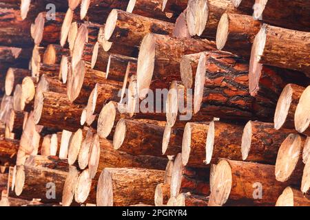 Stacked freshly cut logs. Natural pine wood. Deforestation. Timber industry Stock Photo