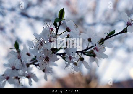Prunus cerasifera blossom, cherry plum, myrobalan plum is one of the first trees to flower in spring. The flowers are white or pale pink. Stock Photo